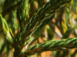 Agathosma capitata leaves
