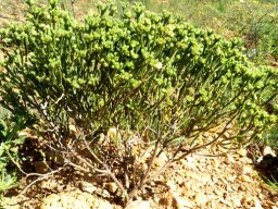 Agathosma capitata