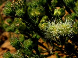 Agathosma capitata stem-tips