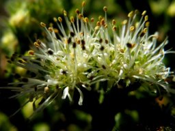 Agathosma capitata flowers