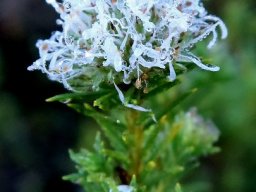 Agathosma ciliaris