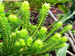 Agathosma collina