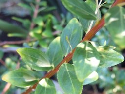 Agathosma crenulata