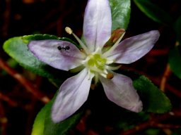 Agathosma crenulata flower and ant