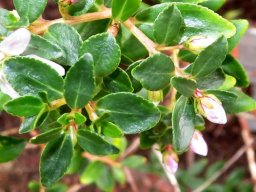 Agathosma crenulata stem-tips