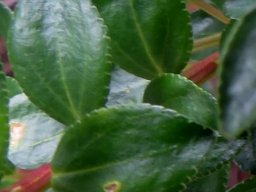 Agathosma crenulata leaves