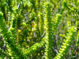 Agathosma gonaquensis critically endangered