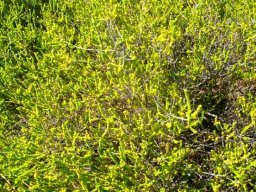 Agathosma gonaquensis