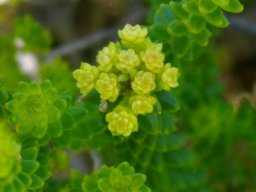 Agathosma gonaquensis, hottentotsboegoe