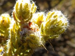Agathosma species nova (lanata) wiry hairs