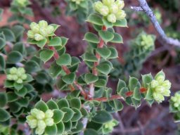 Agathosma martiana leaves and buds