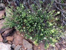 Agathosma martiana