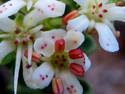 Agathosma martiana red floral parts