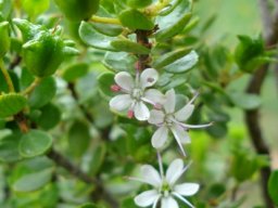 Agathosma odoratissima