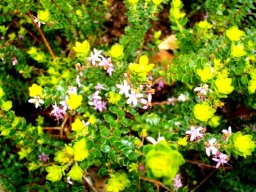 Agathosma ovata