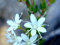 Agathosma mundtii