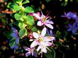 Agathosma ovata Kluitjieskraal in sunlight