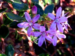 Agathosma ovata Kluitjieskraal in shade