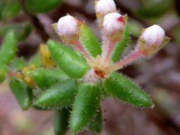 Agathosma ovata stem-tip buds