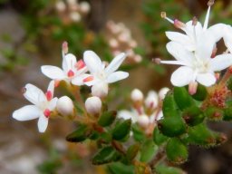 Agathosma ovata pink-red young anthers