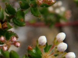 Agathosma ovata buds of different stages