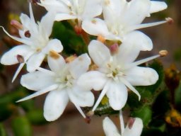 Agathosma ovata white open flowers