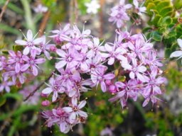 Agathosma ovata flowering