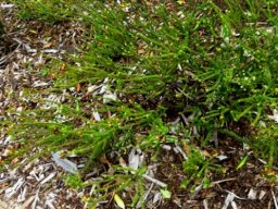 Agathosma riversdalensis