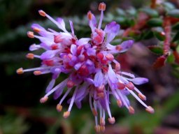 Agathosma riversdalensis young flowers
