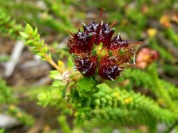 Agathosma riversdalensis shiny brown fruit