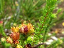 Agathosma riversdalensis yellowing fruit