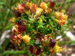 Agathosma