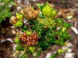 Agathosma riversdalensis dry fruit