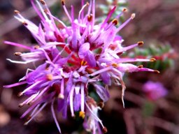 Agathosma riversdalensis old flower cluster
