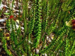 Agathosma riversdalensis leaves