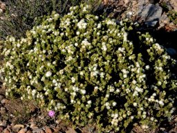 Agathosma species nova (lanata)