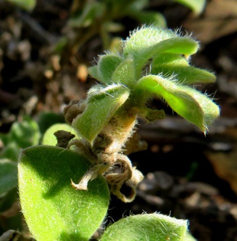 Aizoon glinoides leaves
