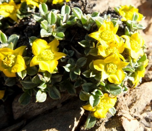 Aizoon karooicum