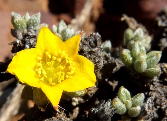 Aizoon karooicum flower
