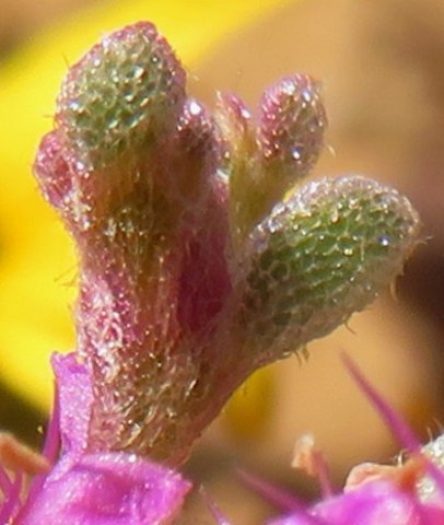 Aizoon species glassy stem-tip