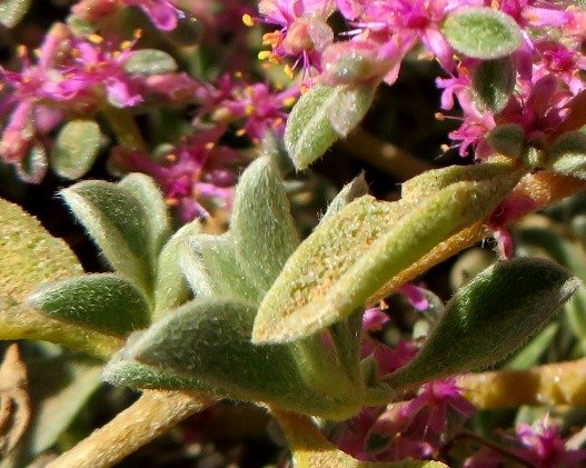 Aizoon species leaves