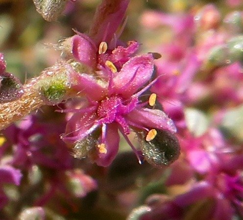 Aizoon species stem-tip