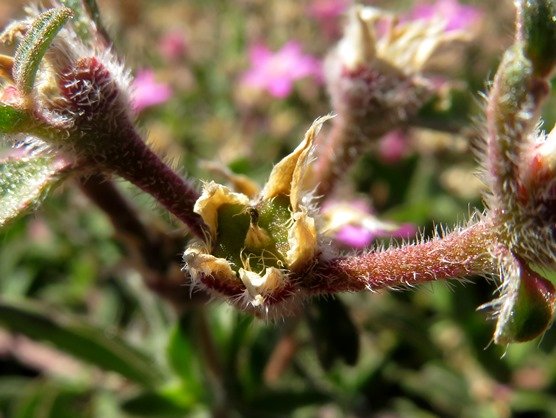 Aizoon paniculatum green fruit