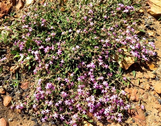 Aizoon paniculatum