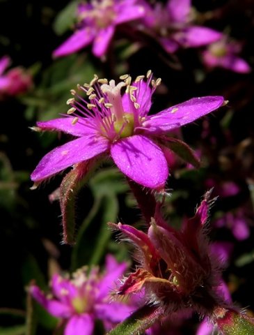 Aizoon paniculatum young flower