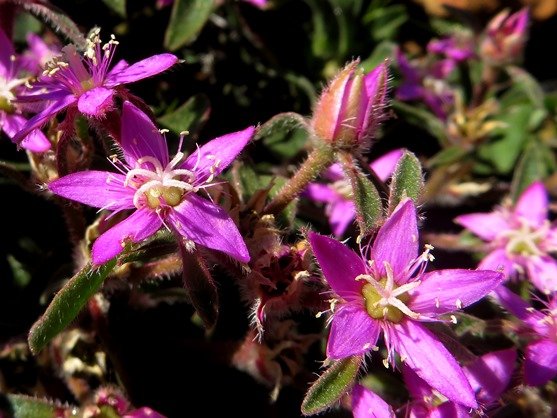 Aizoon paniculatum floral stages