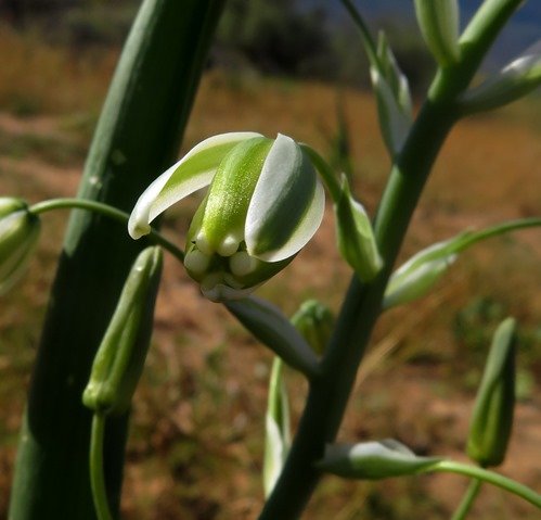 Albuca canadensis tepal tips