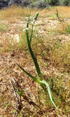 Albuca canadensis leaves