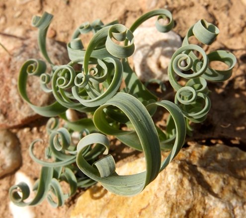 Albuca concordiana leaves