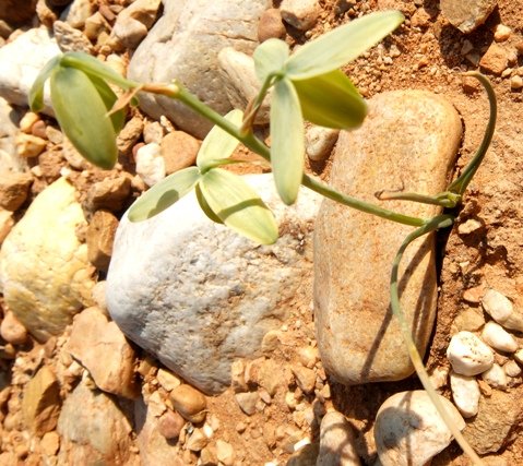 Albuca cooperi